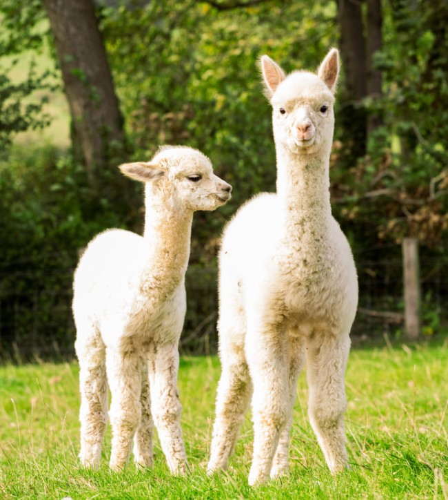 Süßes Alpaka mit einem Jungtier auf der Wiese © Shutterstock.com