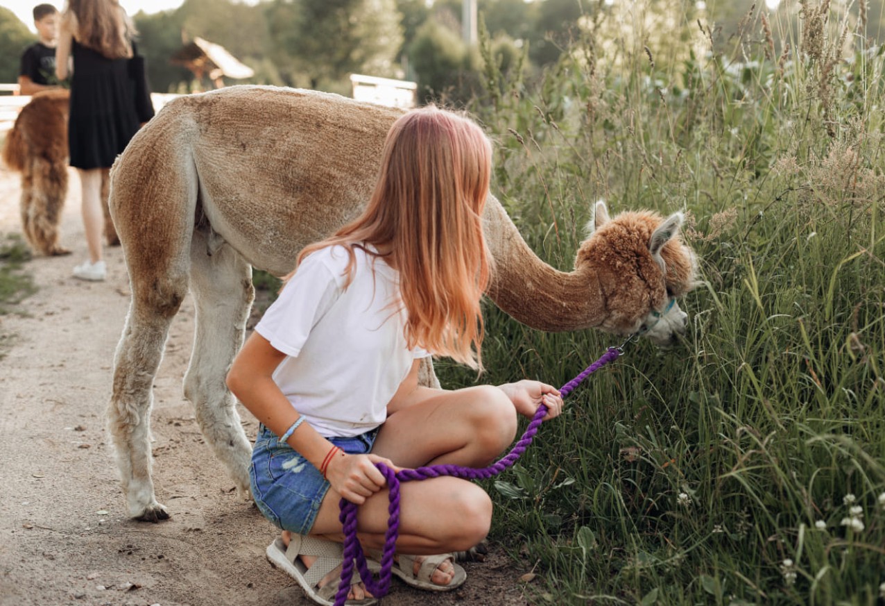 Geführte Alpakawanderung mit Kindern © Shutterstock.com